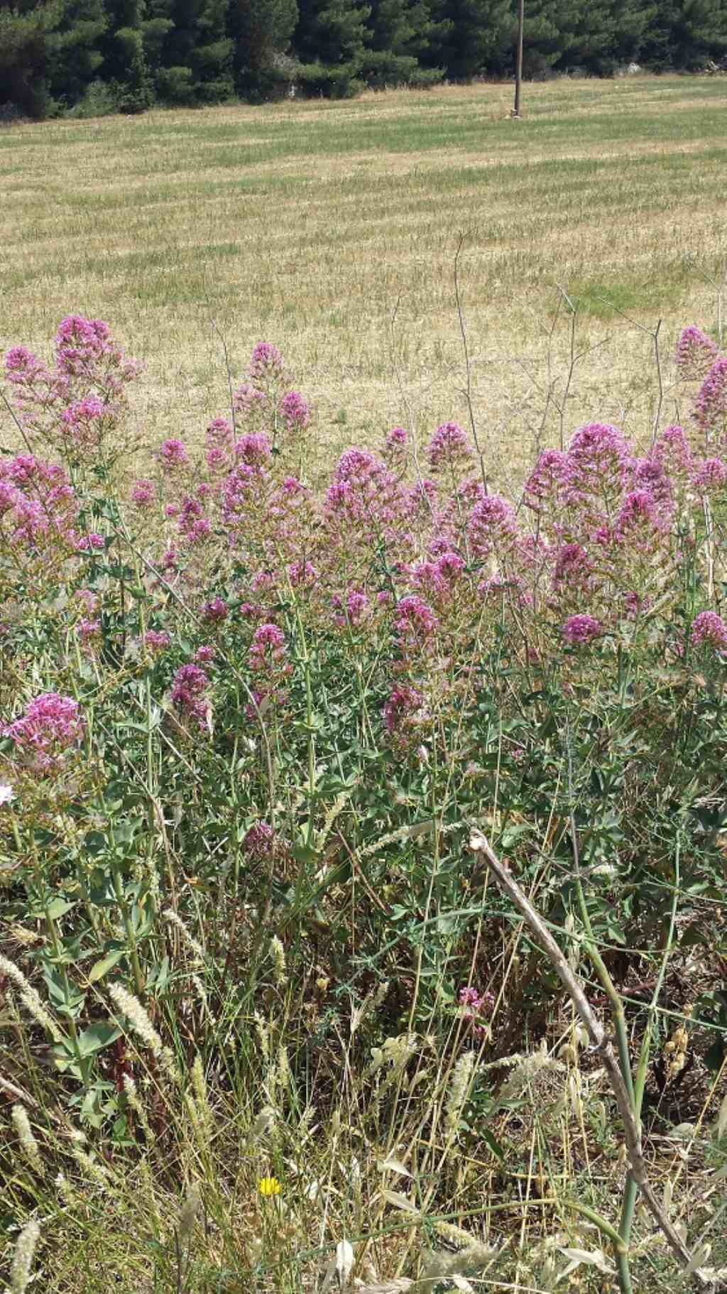 Centranthus ruber